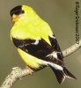 American Goldfinch 