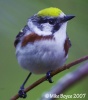 Chestnut-sided Warbler 