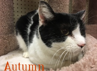 Autumn adopted 061718