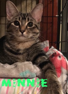 Minnie adopted 021818