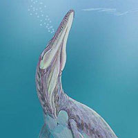 REDISCOVERY OF WILBUR KNIGHT’S MEGALNEUSAURUS REX SITE: NEW MATERIAL FROM AN OLD PIT