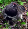 Spruce Grouse