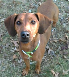 Peppers - ADOPTED