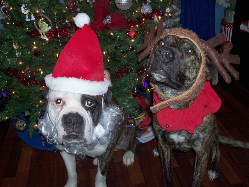 Stella and Zeus (Pandi and Zeus)