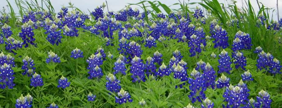 Bluebonnets