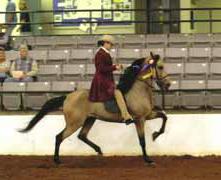 ALISON CHAMBERS - EQUINE THERAPIST