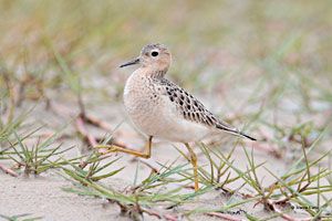 Buff-breasted Sandpiper