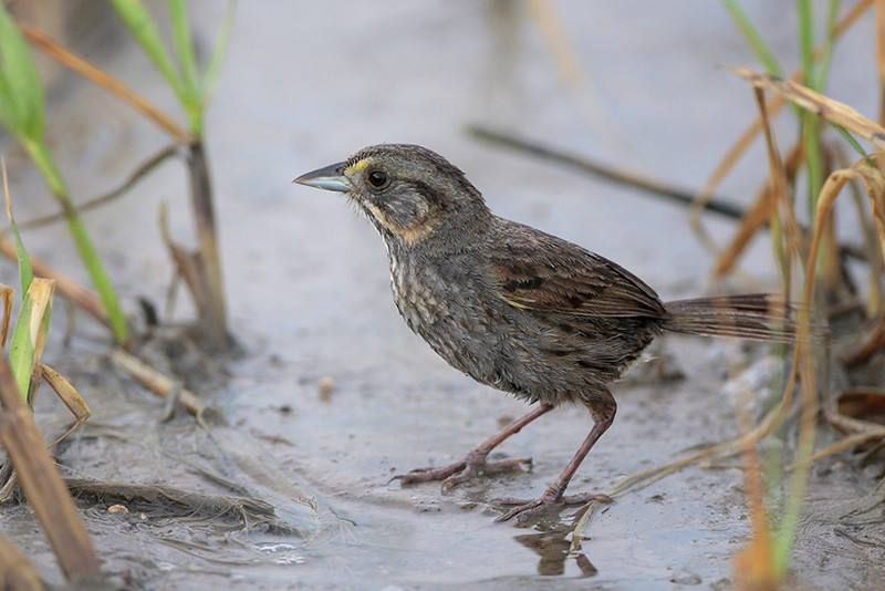 Seaside Sparrow