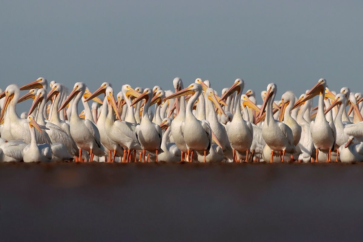 American White Pelicans