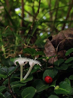 Partridgeberry