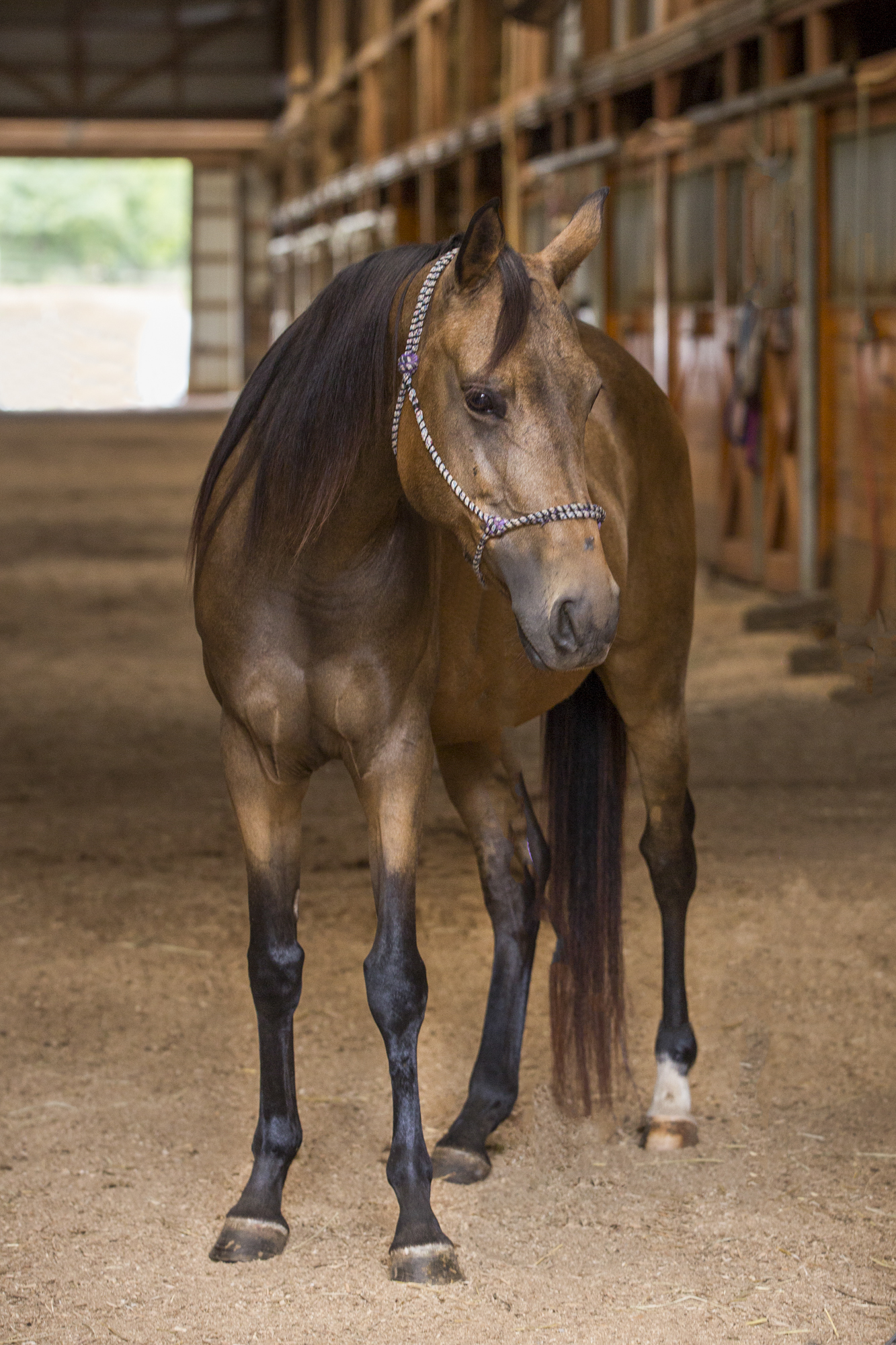 Horse Haven of Tennessee Adopt Equines for Adoption