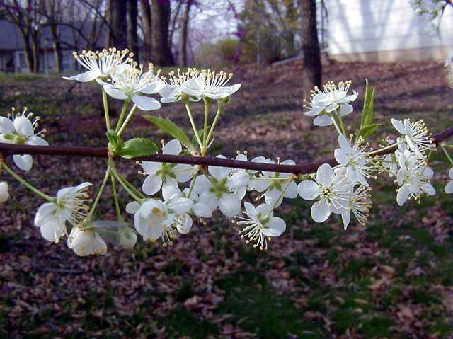 American Plum - Sapling (2'-4')