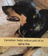 Carnelian Dog Charm