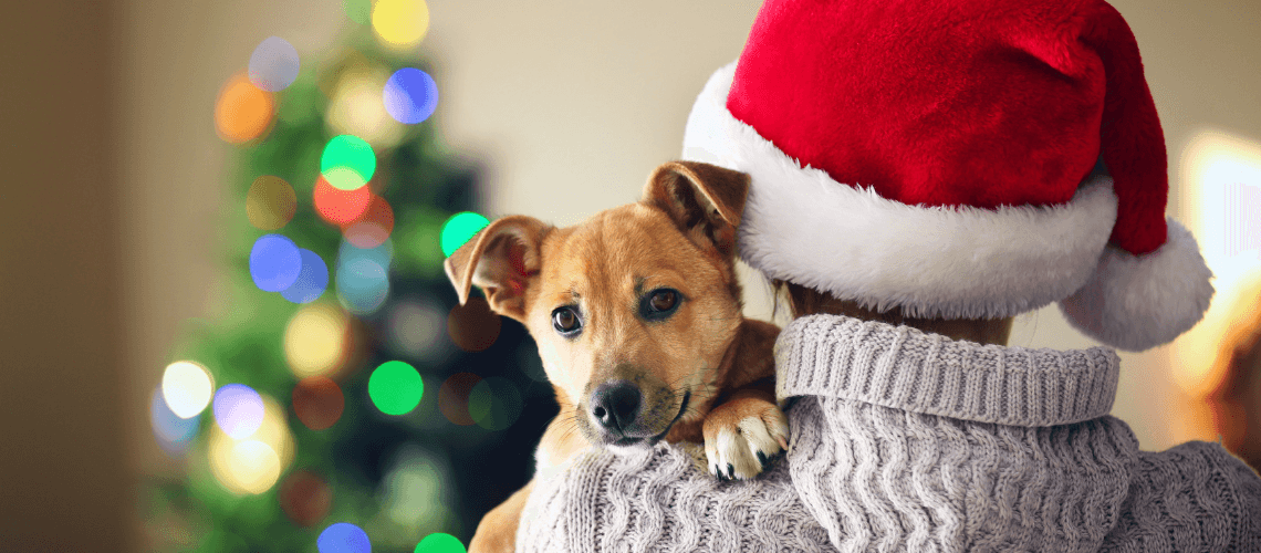 Help Animals this Holiday