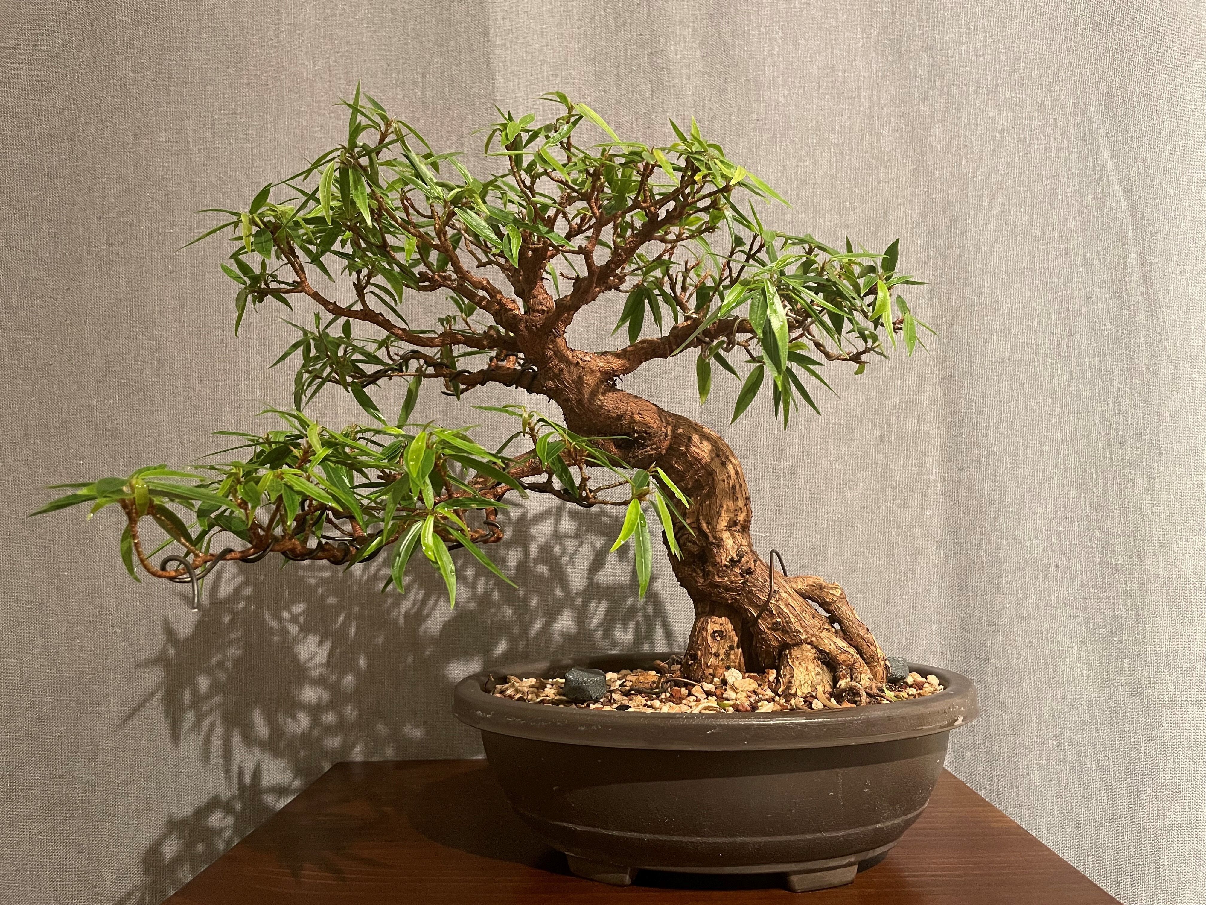 A bonsai tree in a shallow brown pot set on top of a small wooden table