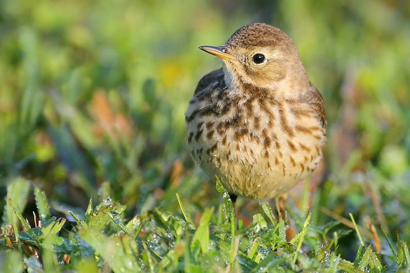 American Pipit