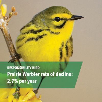 Responsibility Bird: Prairie Warbler (pictured) rate of decline: 2.7% per year