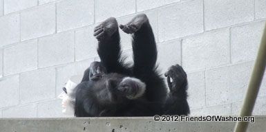 chimpanzees in captivity