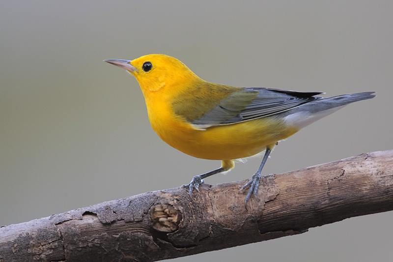 prothonotary warbler range