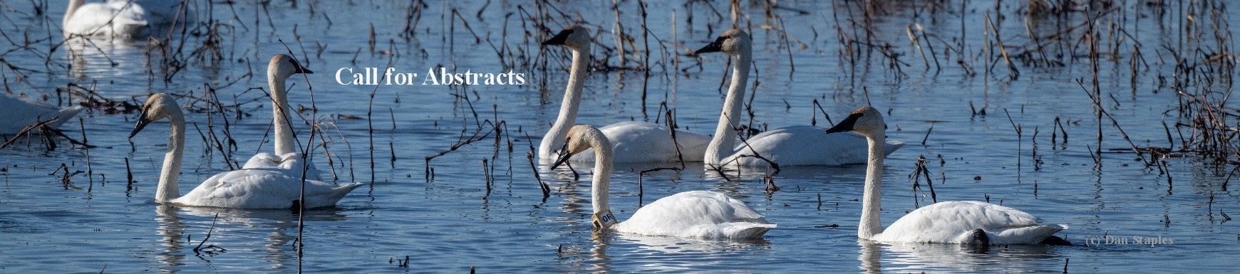 Call for Abstracts for the Swan Symposium and 26th Swan Conference