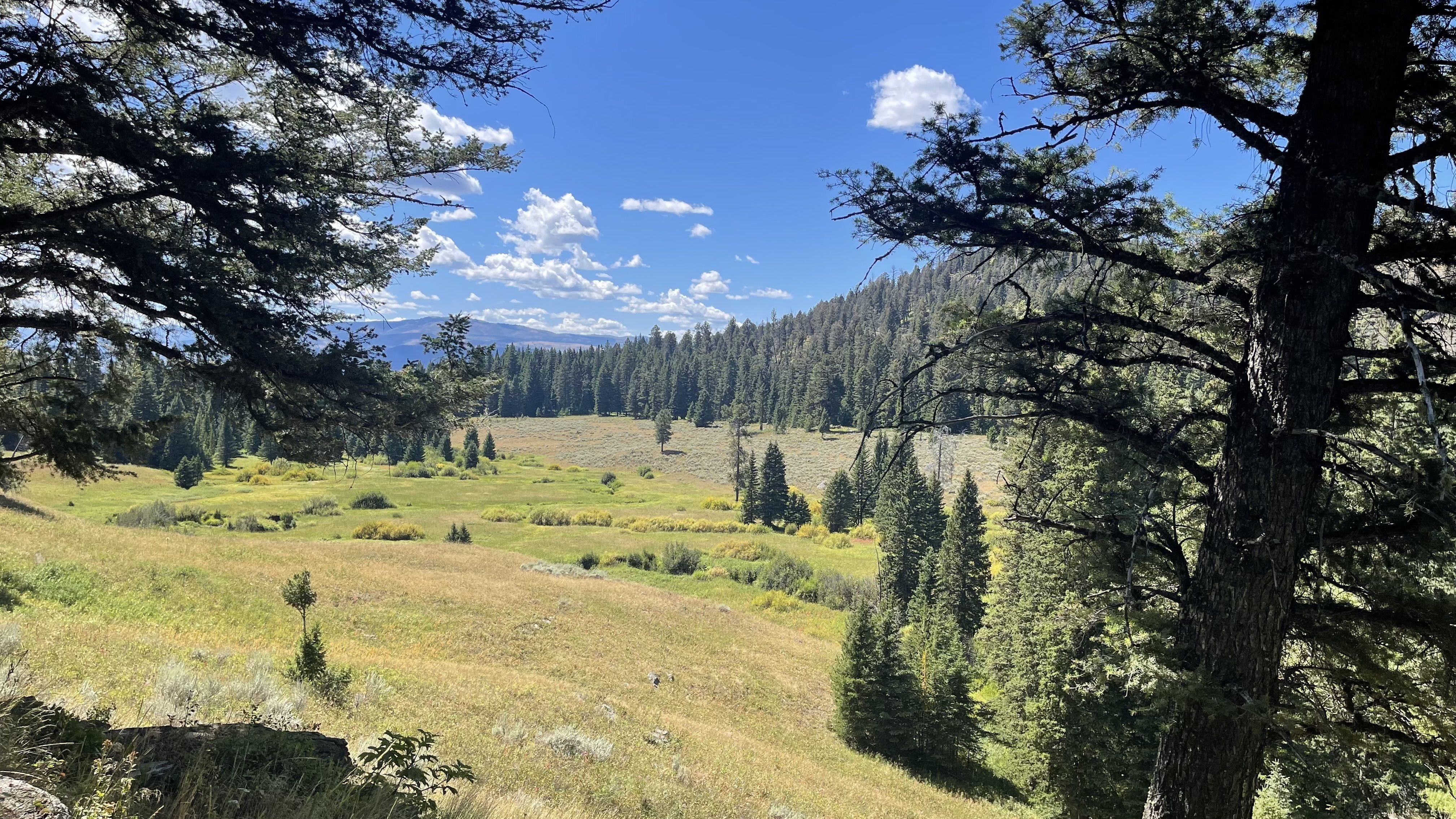 A view down into a meadow