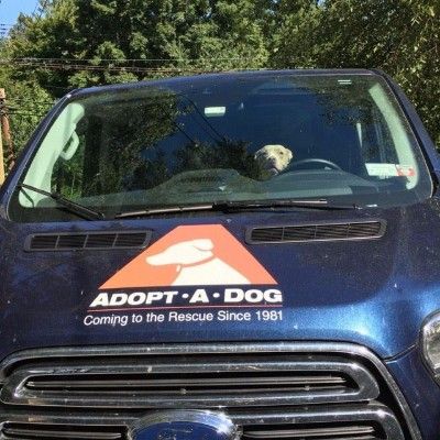 TRAVELING WITH YOUR PET