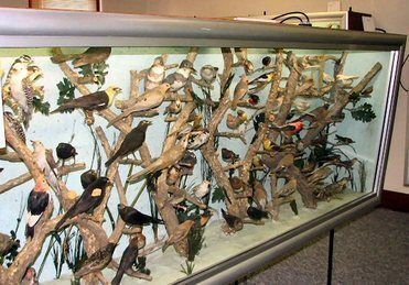 Visit to the Stempel Bird Museum in Macedonia, IA