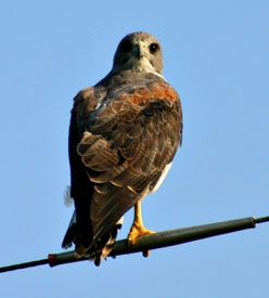 White-tailed Hawk