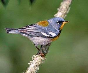 Beak of the Week: Northern Parula