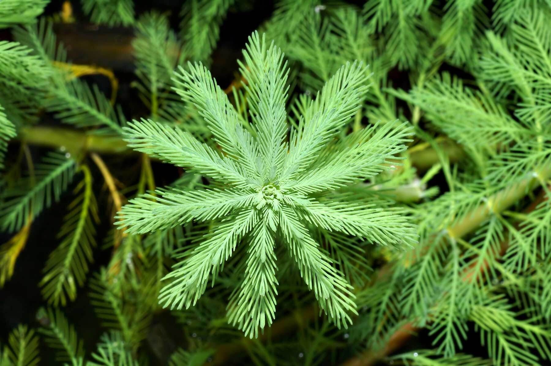 Parrot feather milfoil