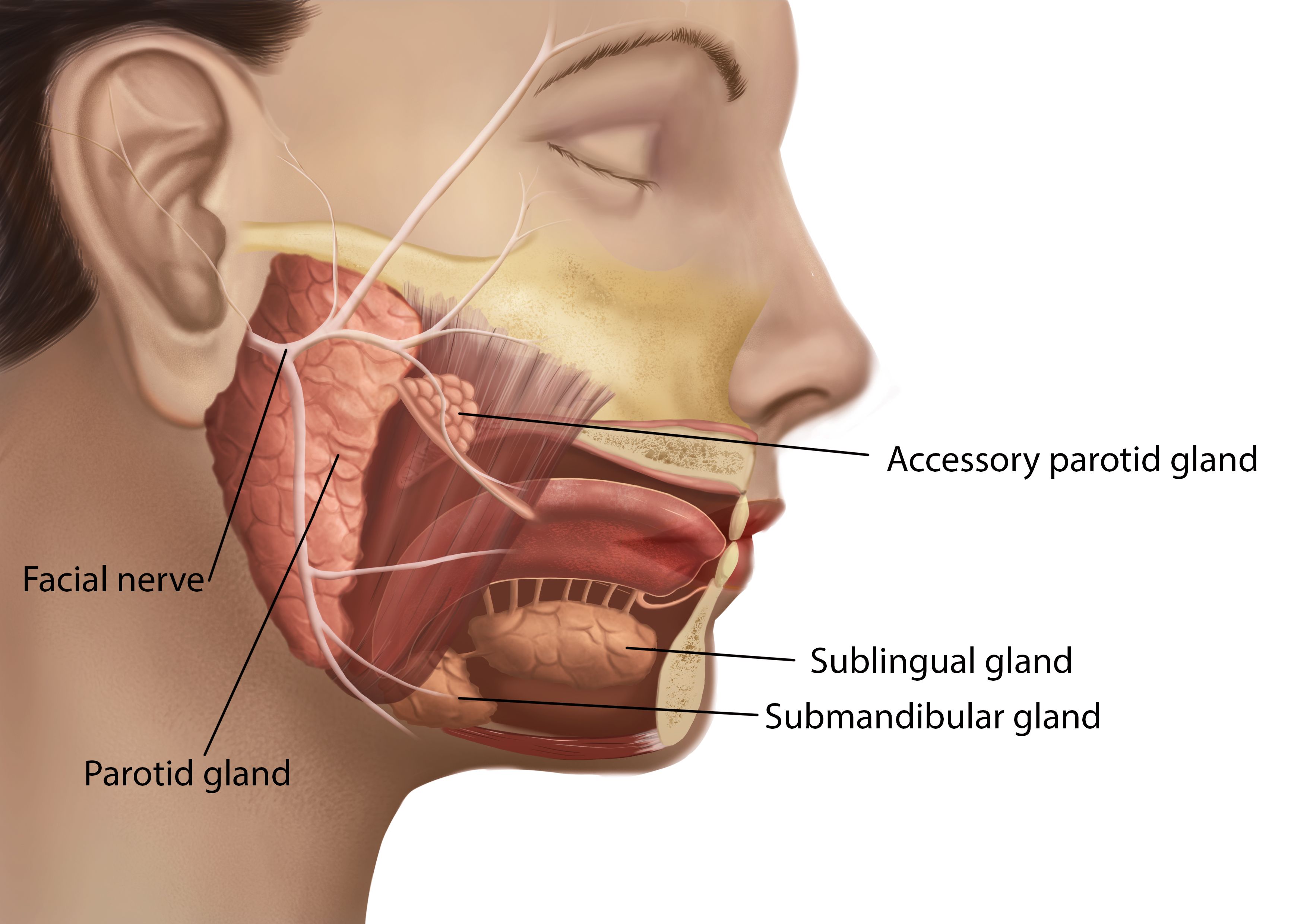 facial nerve anatomy