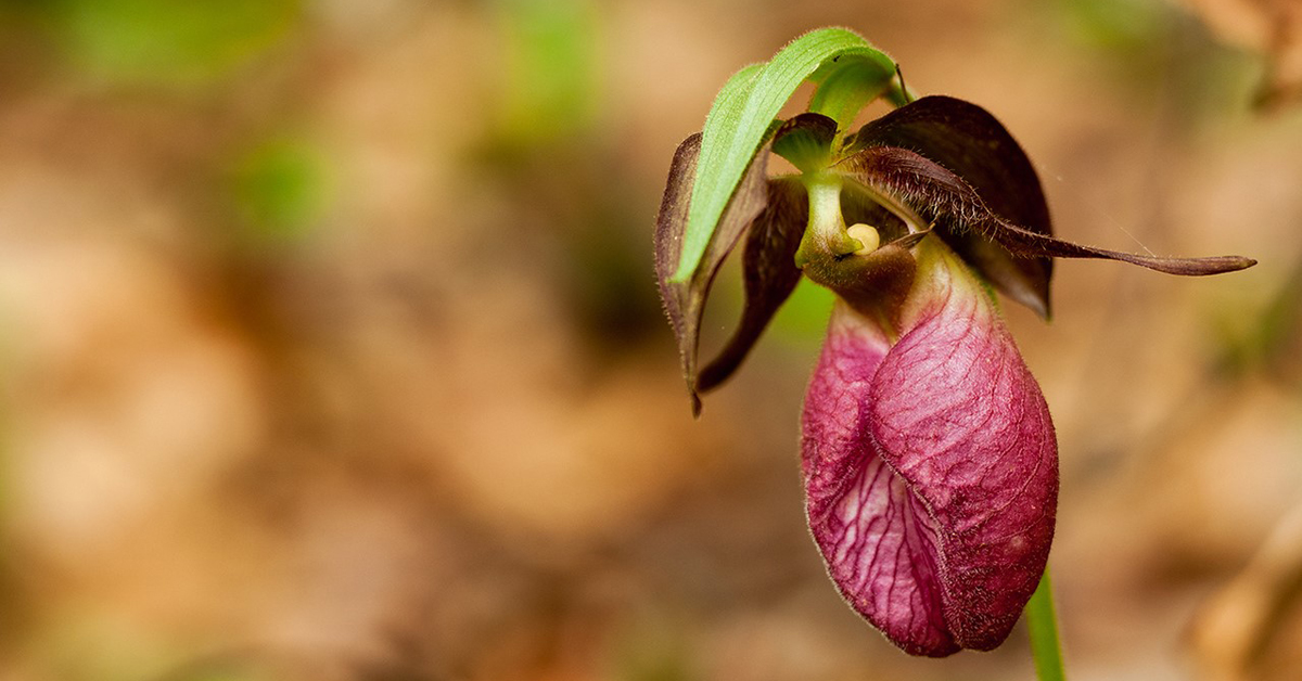 Late Spring Wildflower Walk