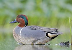 Beak of the Week: Green-winged Teal