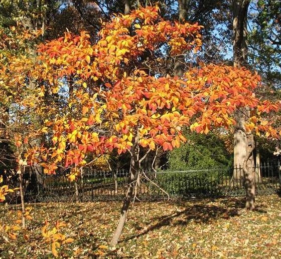 Sassafras - Pack of 5 Seedlings (12"-18")