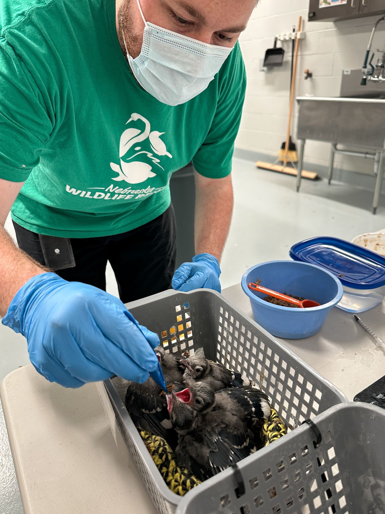 Volunteer Bird Feeding