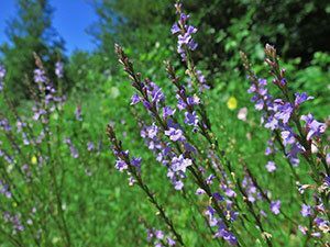 Texas Vervain