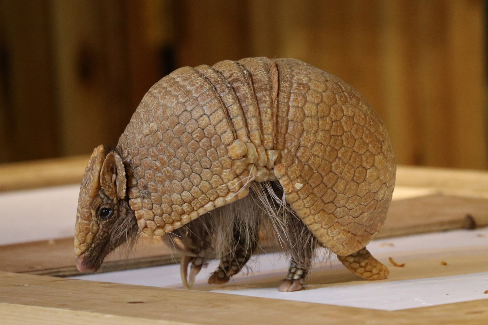 Southern Threebanded Armadillo
