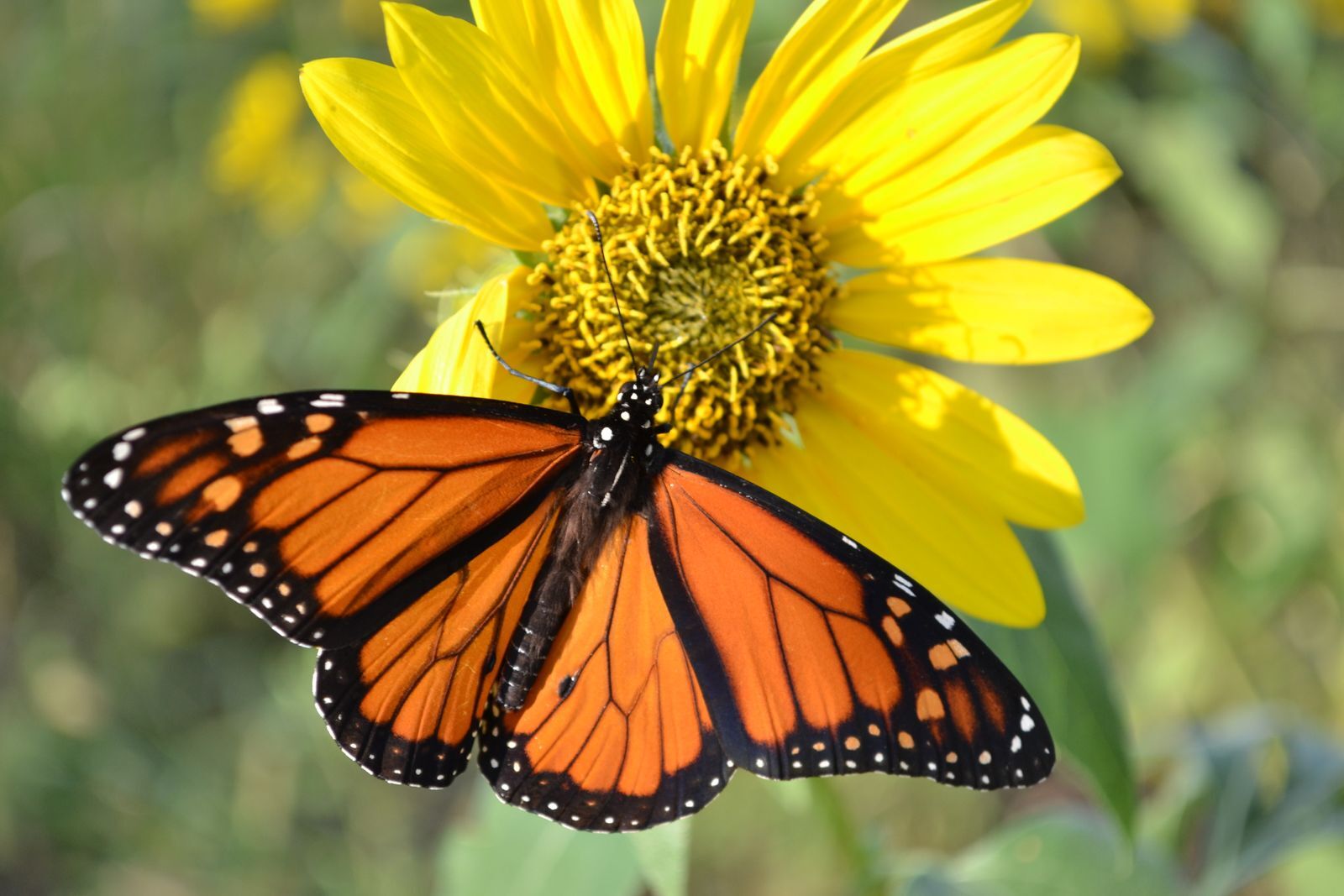 Nebraska Native Plants & Flowers