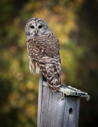 barred owl