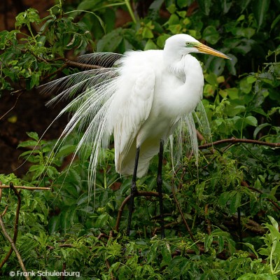 Great Egret by Frank Schulenburg