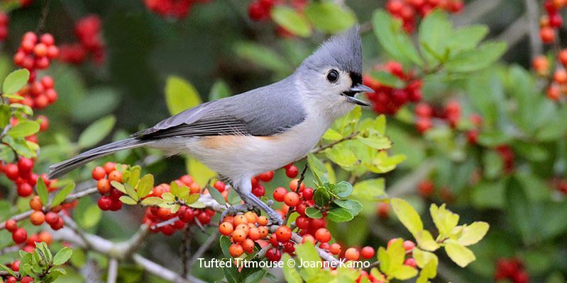 Tufted Titmouse