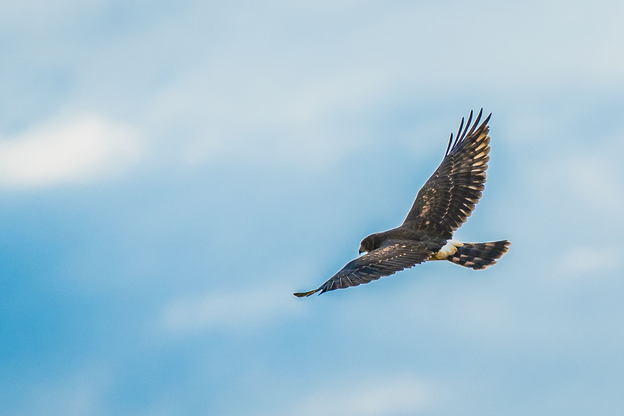 Sky Clouds Hawk Flying