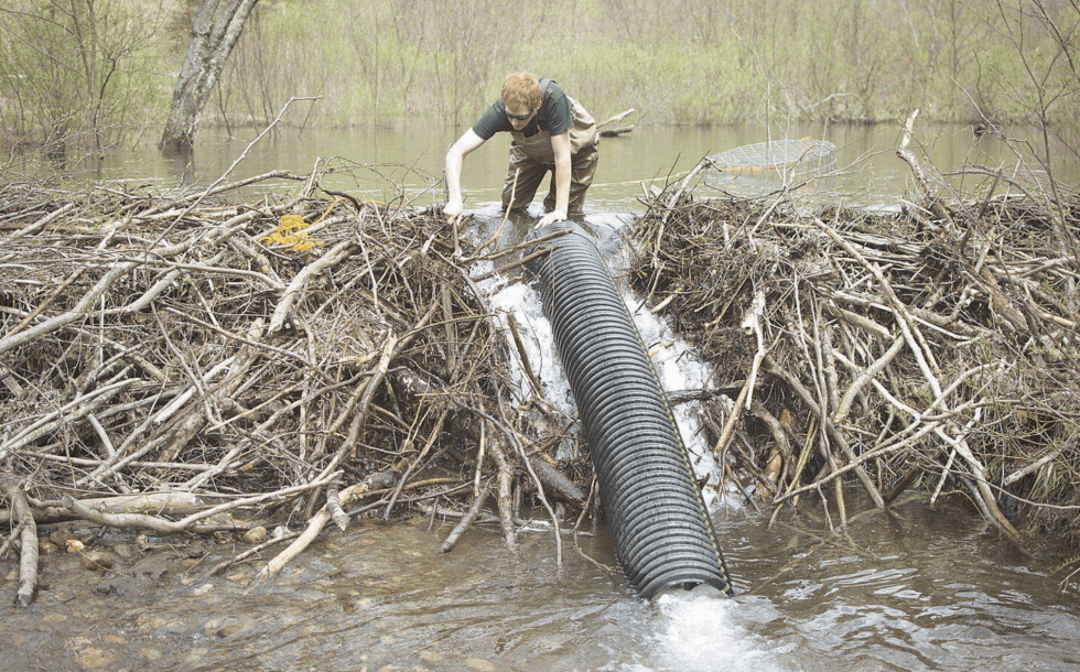 Beaver baffle draining over a beaver dam