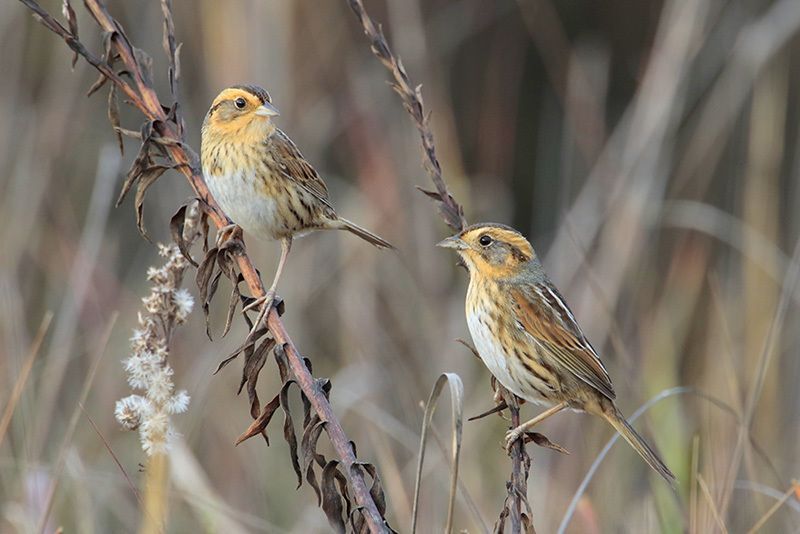 Nelson’s Sparrows