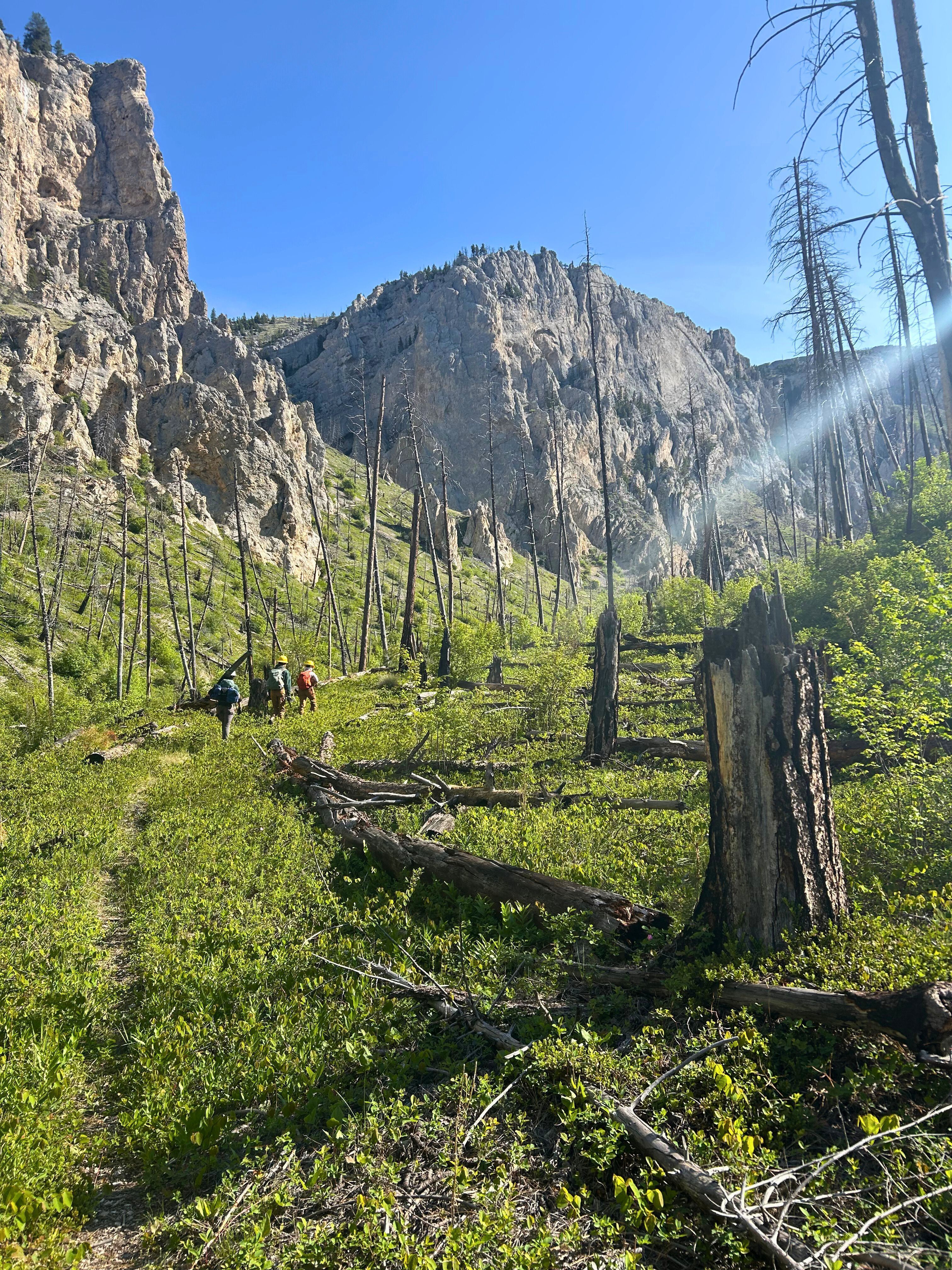 A crew hiking into a brushy canyon, with towering rock above them.