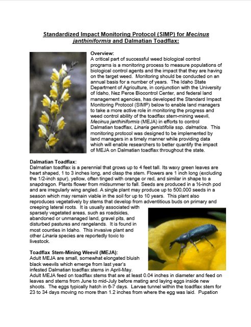 SIMP for Dalmatian toadflax stem weevil