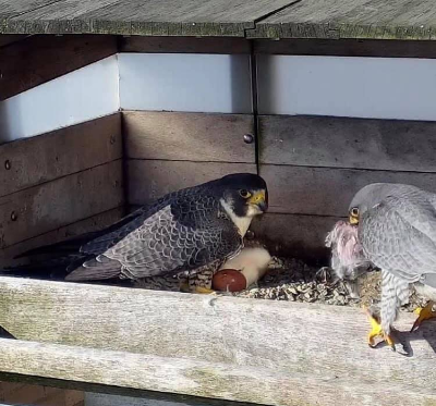 Providence Peregrine Cam