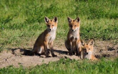 Discover How The Amazing Fox Uses Earth’s Magnetic Field