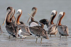 Brown Pelicans