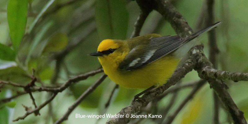 Blue-winged Warbler